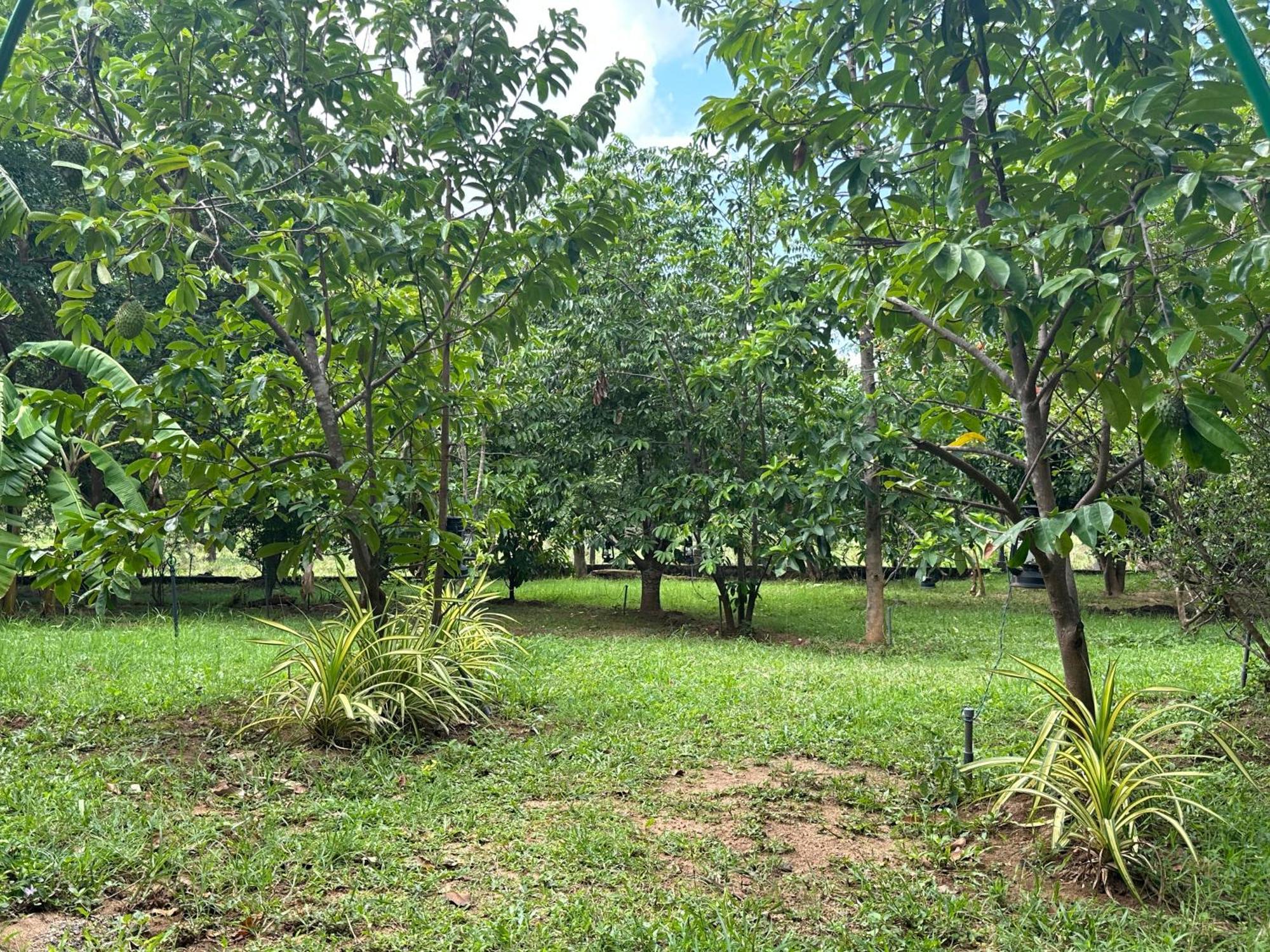 Into The Wild Sigiriya Hotel Exterior photo